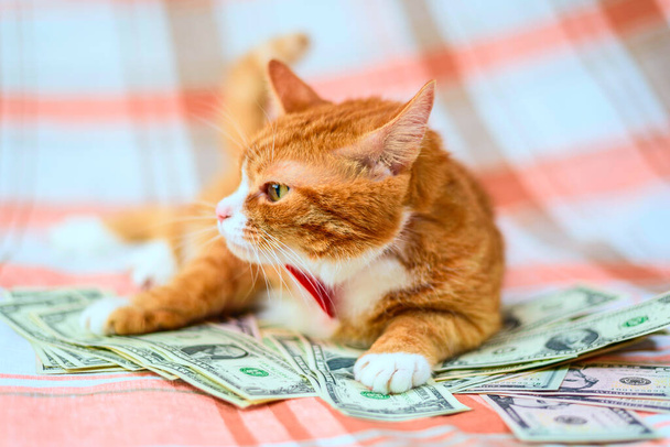Homemade red cat lying on a pile of banknotes of American dollars. - Foto, Imagem