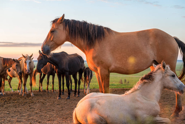a herd of horses on the field in the early morning at dawn - Fotó, kép