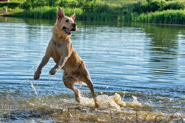 Labrador frolic in the lake. Photographed in summer close-up. - Valokuva, kuva