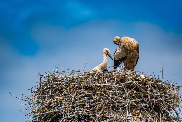 Stork in the nest close-up against the sky. - Фото, изображение