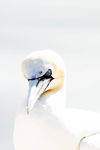 Ένα άγριο πτηνό στην άγρια φύση, το Northern Gannet στο νησί Helgoland στη Βόρεια Θάλασσα της Γερμανίας. Σε high-key. - Φωτογραφία, εικόνα