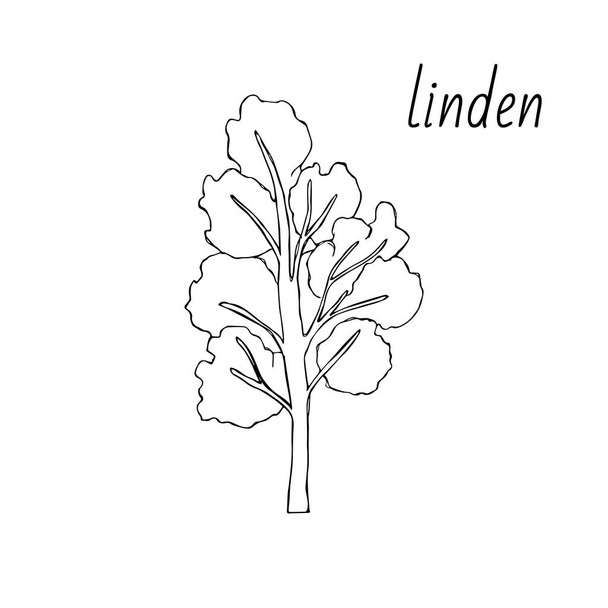 Linden-fákat. Elszigetelt elemek. Linden levelei, virágai és rügyei. Vektor lime fa, vázlat - Fotó, kép