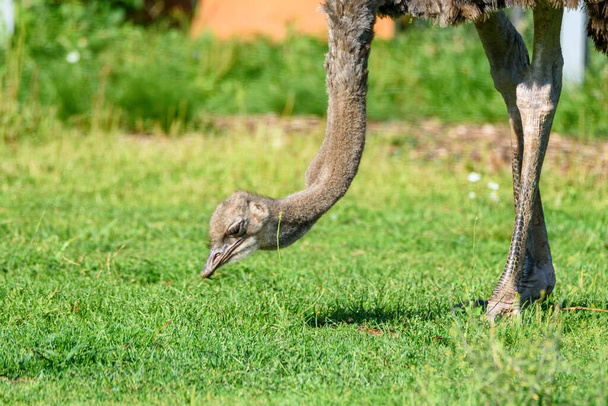 View on ostrich eats grass - Фото, изображение
