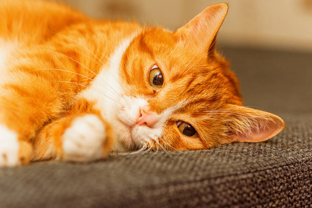 portrait of a cat lying on a sofa - Fotografie, Obrázek