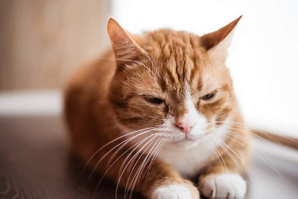 Portrait of a domestic cat in retro style. - Φωτογραφία, εικόνα