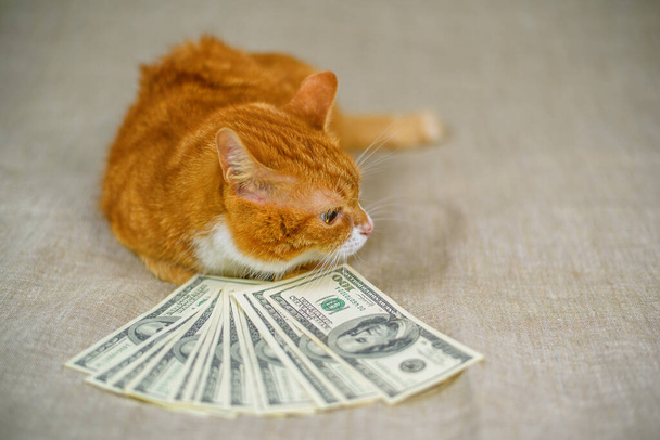 red cat on a gray background near American dollars. - Photo, image