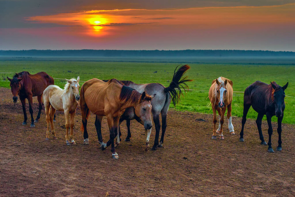 horses graze at dawn - Fotografie, Obrázek