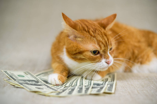 Portrait of a domestic cat with a bunch of hundred dollar bills. - Foto, Bild