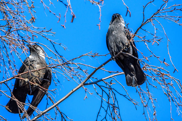 A pair of crows sitting on a tree against the sky. - Фото, изображение