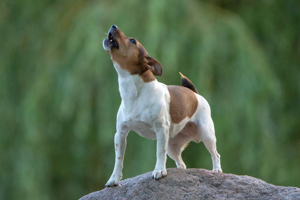 Jack russell terrier posing on a rock in a summer park. - Foto, afbeelding
