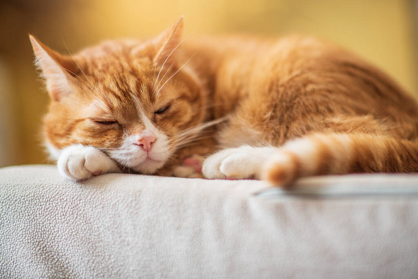 The red cat curled up on the couch. Photographed close-up. - Фото, зображення