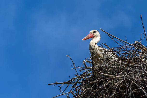Stork in a nest against the sky. close-up. - Фото, изображение