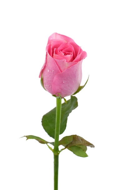 Mooie roze roos bloem geïsoleerd op witte achtergrond - Foto, afbeelding