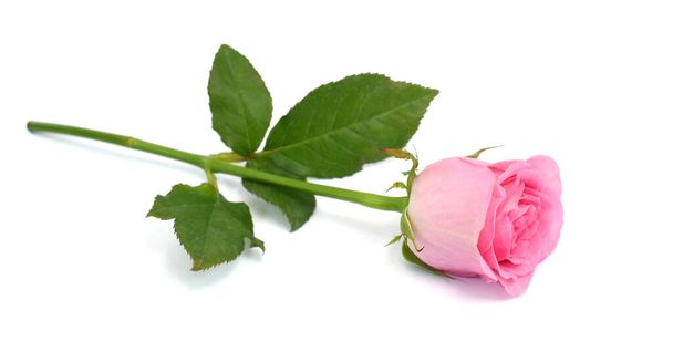 Kaunis vaaleanpunainen ruusu kukka eristetty valkoisella taustalla - Valokuva, kuva