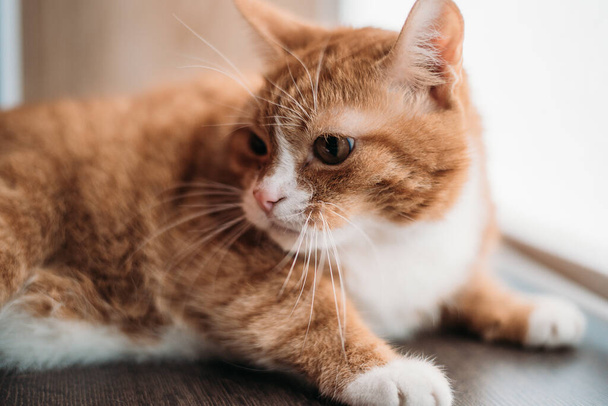 Portrait of a domestic cat in retro style. - Foto, afbeelding