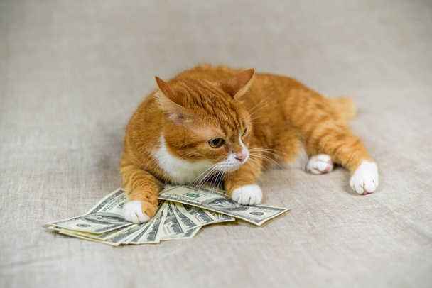 Retrato de un gato doméstico con un montón de billetes de cien dólares. - Foto, Imagen