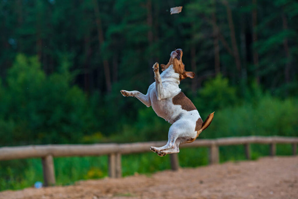 Dog jumps for food.Photographed in motion, in defocus.. - Фото, изображение