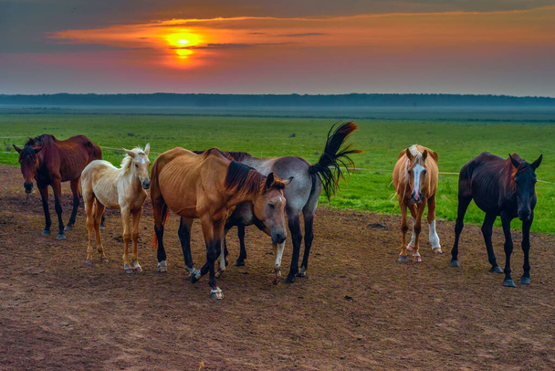 horses graze at dawn - Φωτογραφία, εικόνα