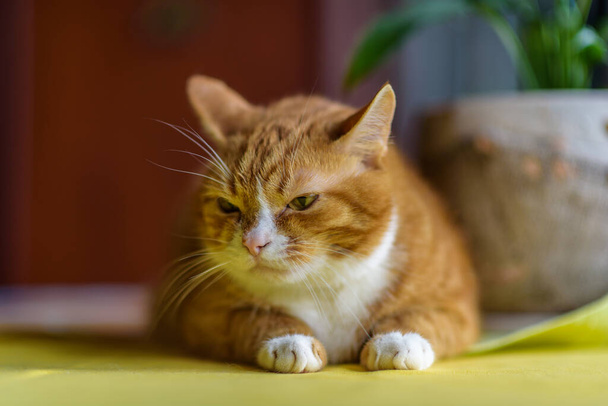 Domestic red cat lying on a yellow table. - Valokuva, kuva