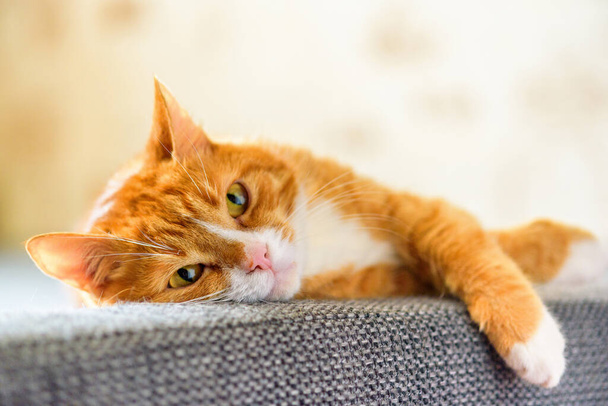 portrait domestic red cat lying on the sofa - 写真・画像