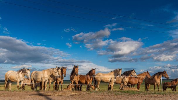 A herd of horses standing in the field to the farm - Фото, зображення