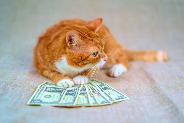 Closeup view on red cat lying with cash  - 写真・画像