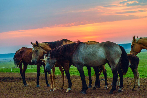 horses graze at dawn - 写真・画像