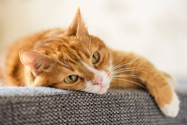 red cat lying on the couch - Foto, Imagem