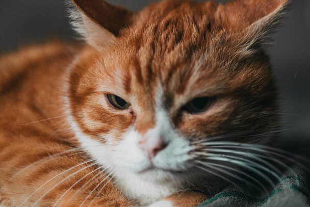 Macro portrait of a ginger cat. - Zdjęcie, obraz