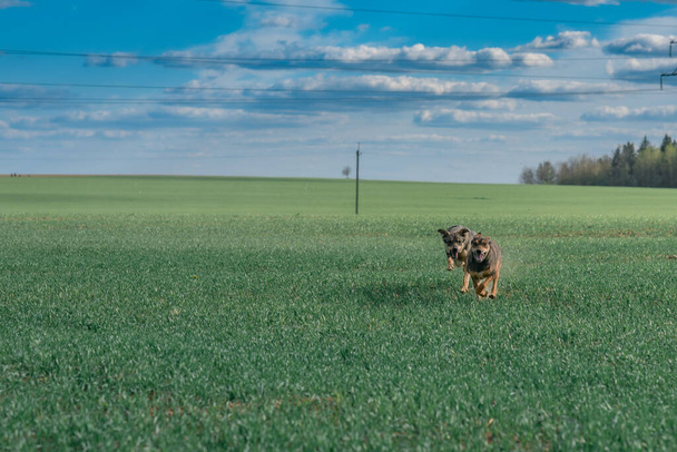 Stray dogs run across the green field. - Фото, изображение