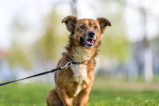 Portrait of a beautiful dog on a walk on a leash. - Photo, Image