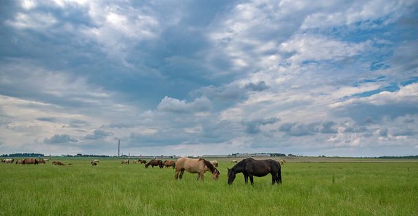 A herd of horses grazes in the distance on a green field. - Φωτογραφία, εικόνα