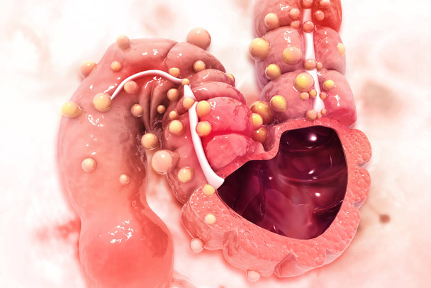 Menselijke dikke darm, Colon anatomie, dwarsdoorsnede, colon ziekte, wetenschappelijke achtergrond, 3d illustratie - Foto, afbeelding