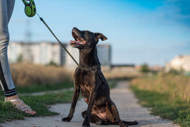 Black dog sits on a leash on the road. - Foto, Bild