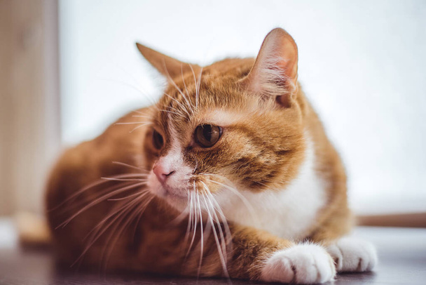 Portrait of a domestic cat in retro style. - Foto, immagini