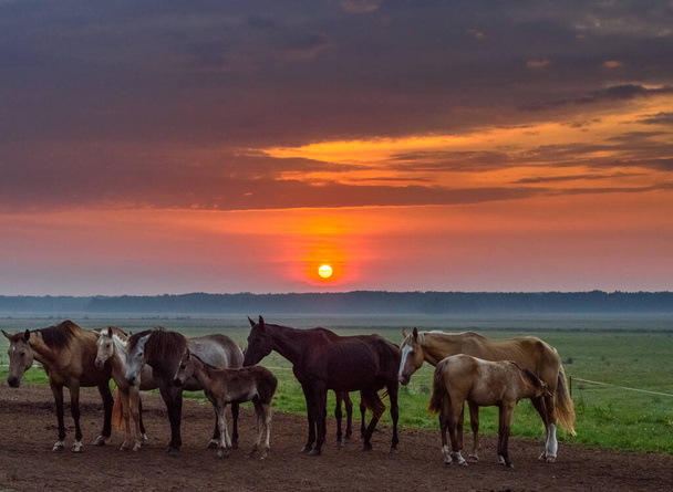 horses graze at dawn - Fotó, kép