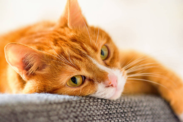 ソファに横になっている国内の赤い猫を - 写真・画像