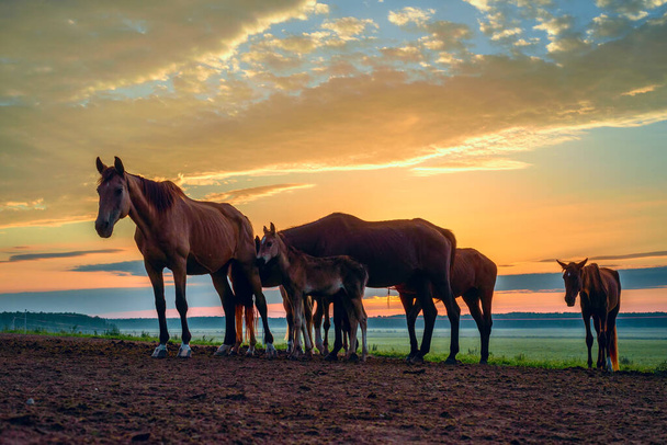 horses on the field graze at dawn - 写真・画像