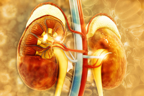 Human kidney cross section on scientific background - Photo, Image