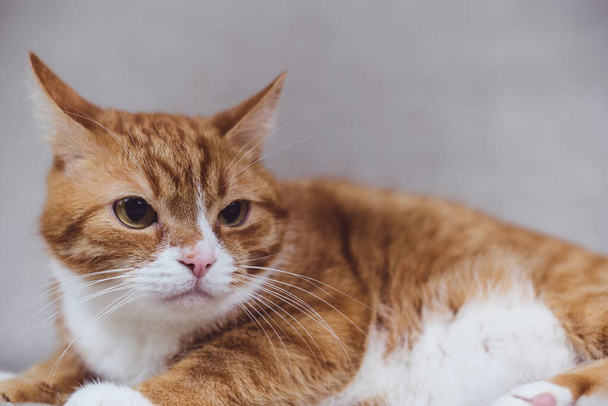 Πορτρέτο μιας κοκκινομάλλας γάτας σε γκρι φόντο στο στούντιο. - Φωτογραφία, εικόνα