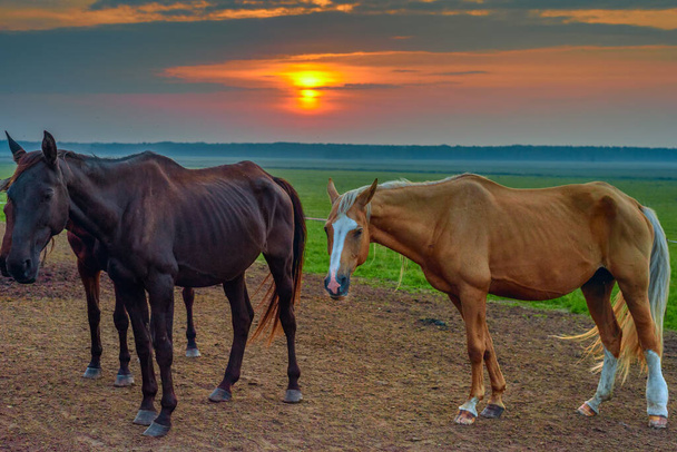 horses graze at dawn - Foto, Imagen