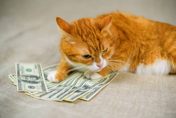 czerwony kot na szarym tle w pobliżu amerykańskich dolarów. - Zdjęcie, obraz