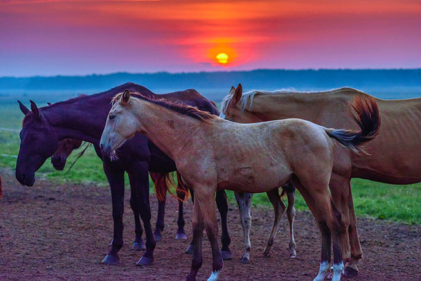 horses graze at dawn - Zdjęcie, obraz