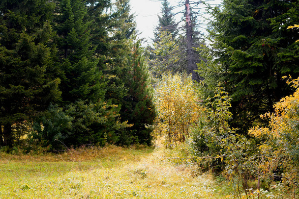 bosque de otoño, árboles en el bosque de otoño - Foto, imagen