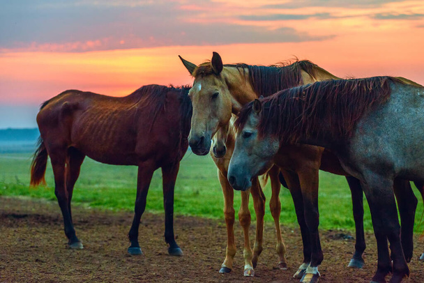 horses graze at dawn - Фото, изображение