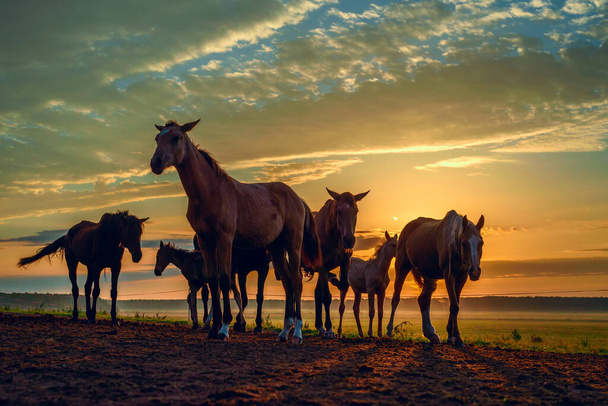 horses on the field graze at dawn - Фото, изображение