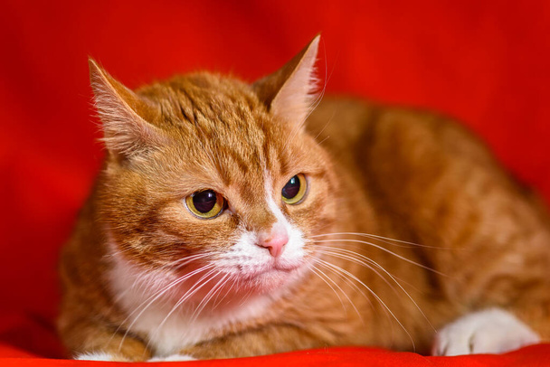 portrait of a cat on a red background - Фото, зображення
