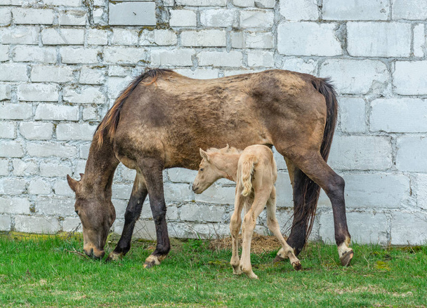 Two horses are in front of the building: a foal and a big one are eating grass - Fotografie, Obrázek