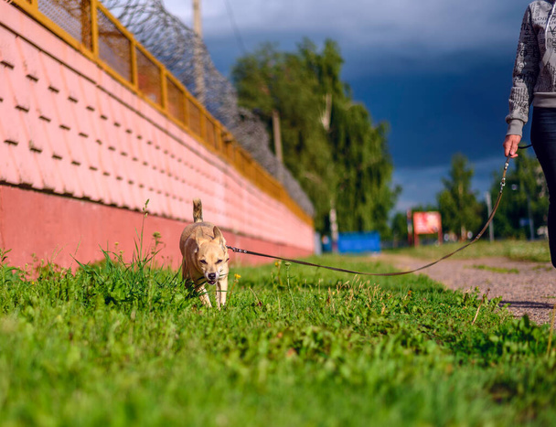 View on little brown dog walking on meadow  - Фото, зображення