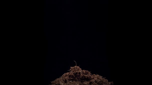 4K Kasvupavun itämisaika. Papujen siemenet kasvavat mustalla pohjalla. Papujen taimet murtautuvat maan läpi ja kasvavat - Materiaali, video